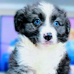 Hugo - Blue merle male Miniature Australian Shepherd puppy in Punta Gorda, Florida from Christie's Creekside Aussies