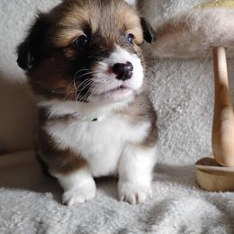 Fluffy Green Collar - Fawn male Pembroke Welsh Corgi puppy in Yelm, Washington from Tolbolton Creek Corgis