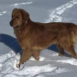 Golden Retriever All Grown Up from K&N Golden Retriever Companion