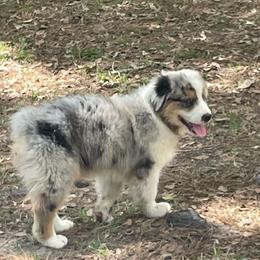 Flounder - Blue merle male Australian Shepherd puppy in Hammond, Louisiana from Gold Ring Australian Shepherds