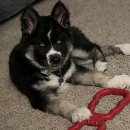 Siberian Husky Puppies from Myths and Legends Siberian Huskies