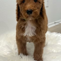 Cooper - Red  male Goldendoodle puppy in Anaheim, California from Goldendoodles