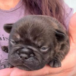 Liberty - Brindle female French Bulldog puppy in Carlisle, Ohio from Gibson Acres