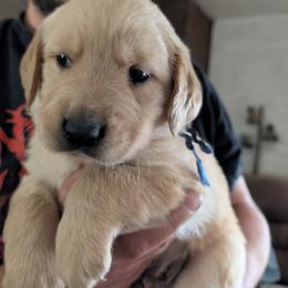 Mr. Blue - Golden male Golden Retriever puppy in Yucaipa, California from Golden Kennel Breeders