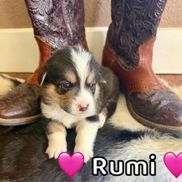 Rumi - Black and tan female Pembroke Welsh Corgi puppy in Corning, California from C.H. Pembroke Corgis