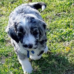 Aussiedoodles from HK Aussiedoodles