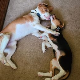 Beagles from Beagles on the Canal