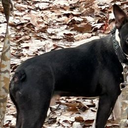 Boston Terriers from Boston Luvs