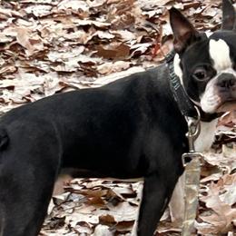 Boston Terriers from Boston Luvs