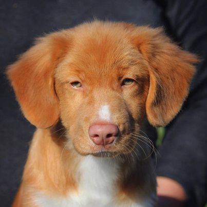 Toller puppy