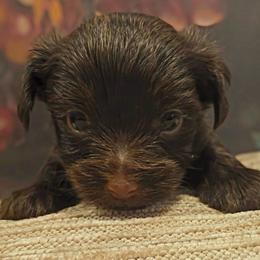 Linus - Liver male Yorkshire Terrier puppy in Vancouver, Washington from Yorkastle Kennels