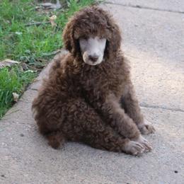 Poodle Puppies from RK'S Pets