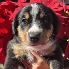 Drake - Black white and tan male Entlebucher Mountain Dog puppy in Poway, California from Mont Blanc