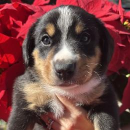 Drake - Black white and tan male Entlebucher Mountain Dog puppy in Poway, California from Mont Blanc