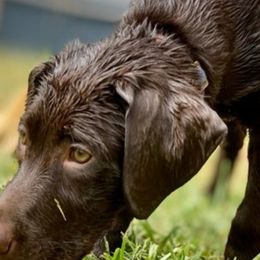Double Doodle and Labrador Retriever All Grown Up from McCreary Highlander Labradors