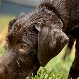 Double Doodle and Labrador Retriever All Grown Up from McCreary Highlander Labradors