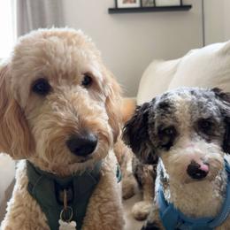 Bernedoodle Puppies from NLB Mini Bernedoodles