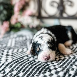 Aussiedoodles, Goldendoodles, Poodles, Saint Berdoodles, Saint Bernards, and Sheepadoodles from Rocky Ridge Ranch