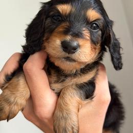 Ducky - Black and tan male Dachshund puppy in Nashport, Ohio from Kw's Doxies