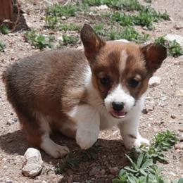 Pembroke Welsh Corgi Puppies from JD's Corgi Kennel