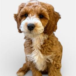 Muffin - Red  male Goldendoodle puppy in Phelan, California from High Desert Doodles - the original