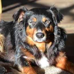 Bodark (Bo) - Australian Shepherd