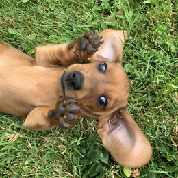Dachshund Puppies from Hidden Haven Dachshunds
