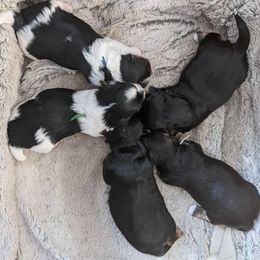 Biewer Terrier and Yorkshire Terrier Puppies from Niko Kennel