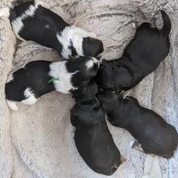 Biewer Terrier and Yorkshire Terrier Puppies from Niko Kennel