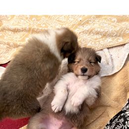 Collie Puppies from Bedford Collies