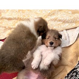 Collie Puppies from Bedford Collies