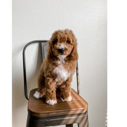 Goldendoodle Puppies from Garside Doodles