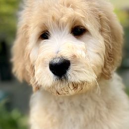 Assorted Doodle Crosses and Poodle Puppies from Denim and Diamond Doodles