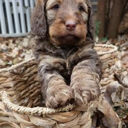 Bernedoodle Puppies from Home Grown Hearts Doodles