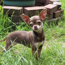 Pudding - Chihuahua