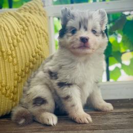 Bali (Pet Only Contract) - Merle male Pomsky puppy in Greenville, South Carolina from Thicketty Mountain Pomskies
