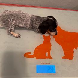Yin - Piebald female Dachshund puppy in Irving, Texas from DFW Dachshunds by G & S
