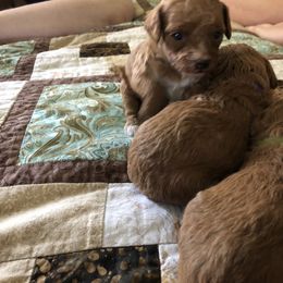 Cavapoo Puppies from Cuddly Cavapoos Texas