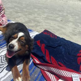 Miniature Australian Shepherd and Toy Australian Shepherd All Grown Up from Joshua Davis