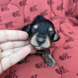 Saffron - female Dachshund puppy in Browns Valley, California from Hidden Oaks Dachshunds