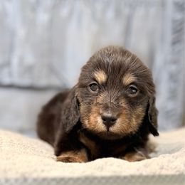 Harden - Black and tan male Dachshund puppy in Anderson, Alabama from Pasek Kennels