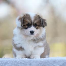 Cosmo the fluffy - Red male Pembroke Welsh Corgi puppy in Terrell, Texas from Lily's Pembroke Welsh Corgis