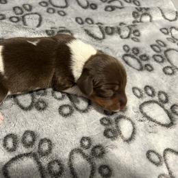 Coney - Chocolate and tan male Dachshund puppy in Park Hills, Missouri from Ozark Miniature Dachshunds