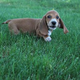 Boy 1 - Piebald male Dachshund puppy in Craig, Colorado from Rocky Mountain Shih Tzus and Dry Creek Miniature Dachshunds