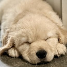Golden Retrievers from Seaside Goldens