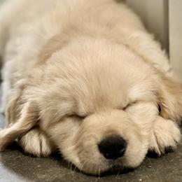 Golden Retrievers from Seaside Goldens