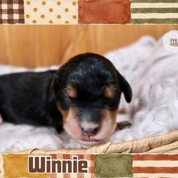 Winnie - Phantom female Bernedoodle puppy in Bowling Green, Ohio from Windy Creek Doodles