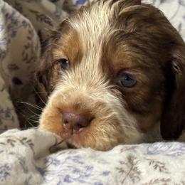 Lucy - Liver white and tan female English Springer Spaniel puppy in Coeur D'alene, Idaho from Springer Hollow