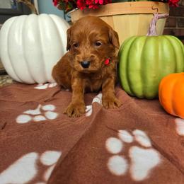 Red - Apricot male Goldendoodle puppy in Little Rock, Arkansas from Adorable Mini Doodles LLC