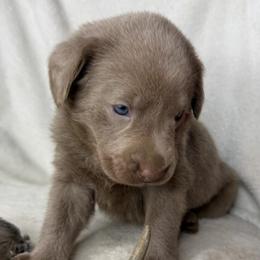 Aspen - Silver female Dilute Retriever puppy in Grants Pass, Oregon from KnR Antler Dogs